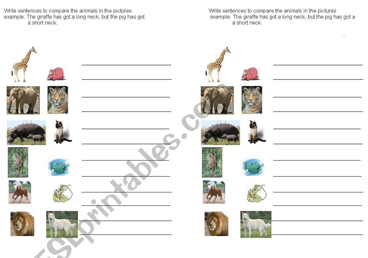 Compare the animals worksheet