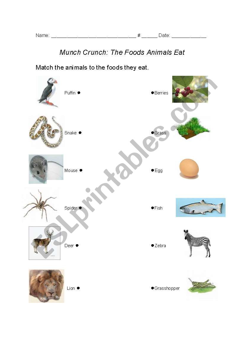 English worksheets: Foods Animals Eat English worksheets: Foods Animals Eat