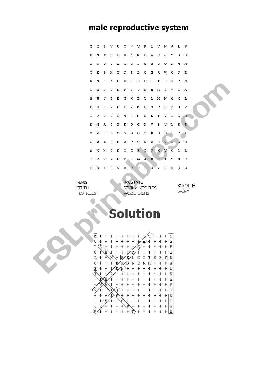 Male reproductive system worksheet