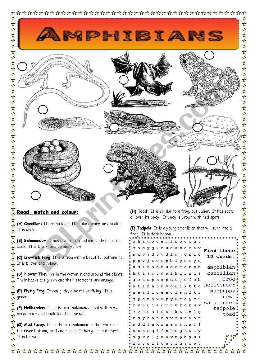 Amphibians - Pond Life worksheet