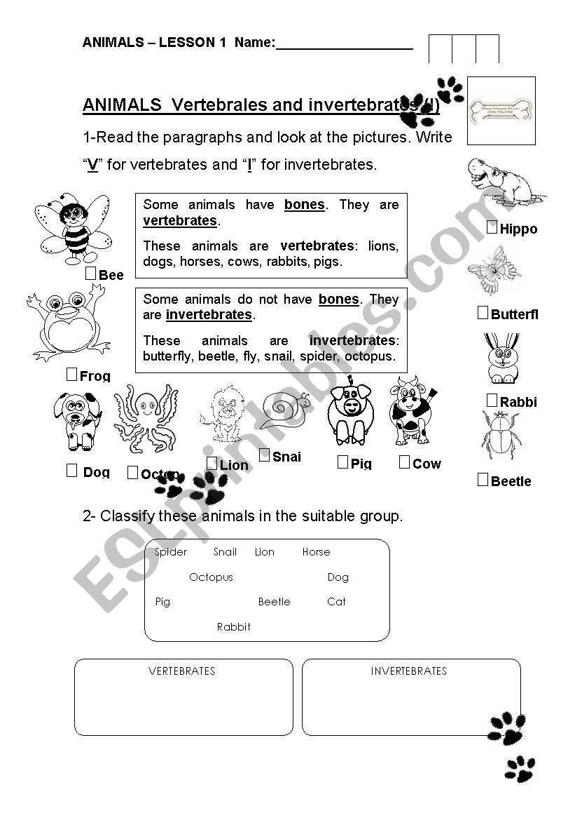 Vertebrates and invertebrates 