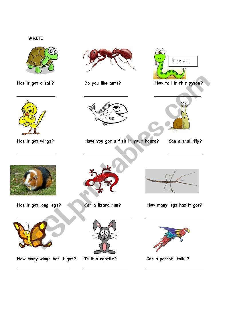 Have/Has got ,Can/Can worksheet