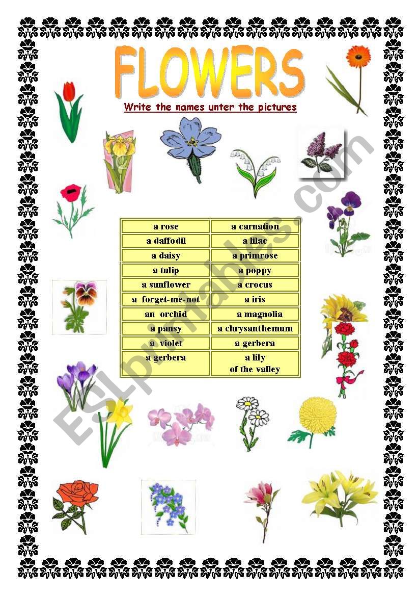 FLOWERS - ESL worksheet by Myszka