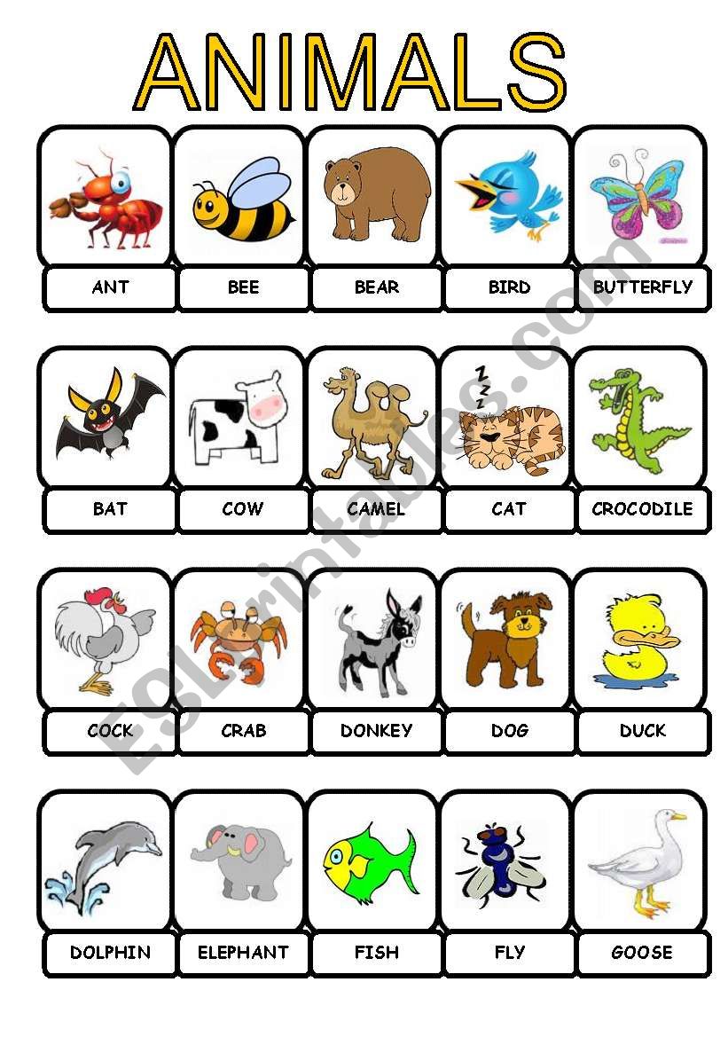 animals pictionary worksheet