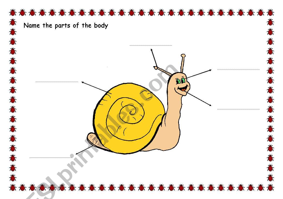 SNAIL: PARTS OF THE BODY worksheet