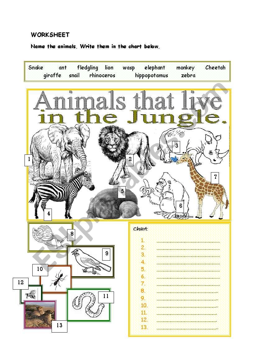 ANIMALS IN THE JUNGLE worksheet