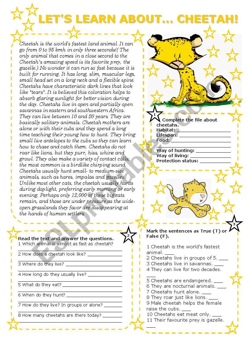 LETS LEARN ABOUT... CHEETAH! (2 pages with key) 