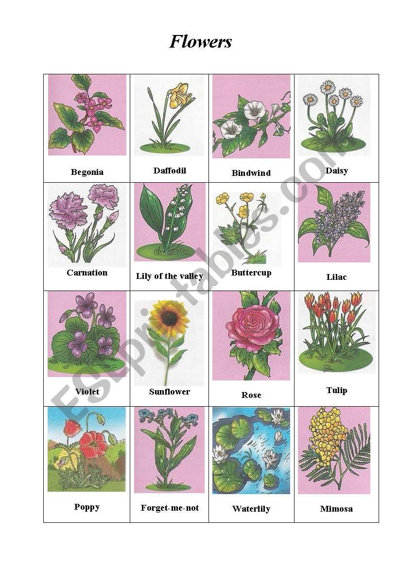 Flowers worksheet