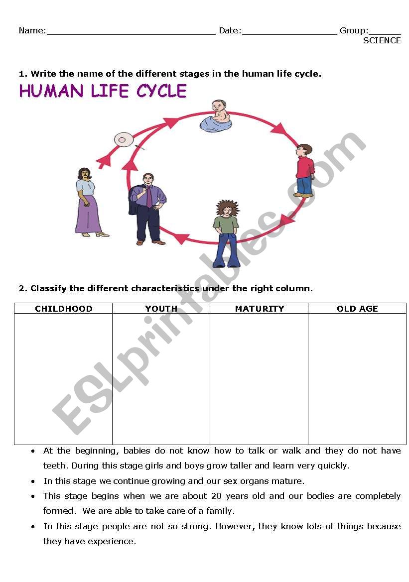 English Worksheets Human Life Cycle