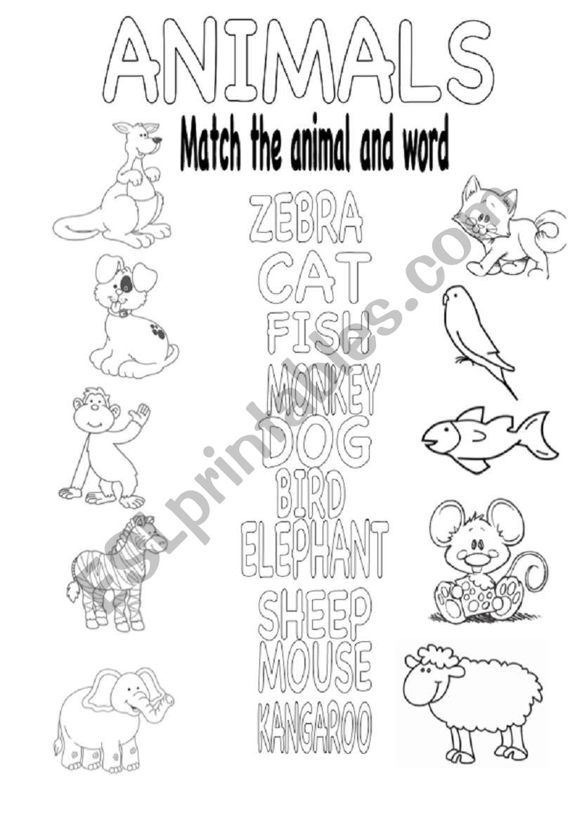 My animals  worksheet