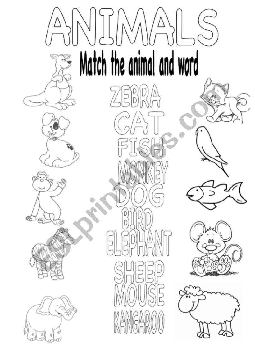My animals  worksheet