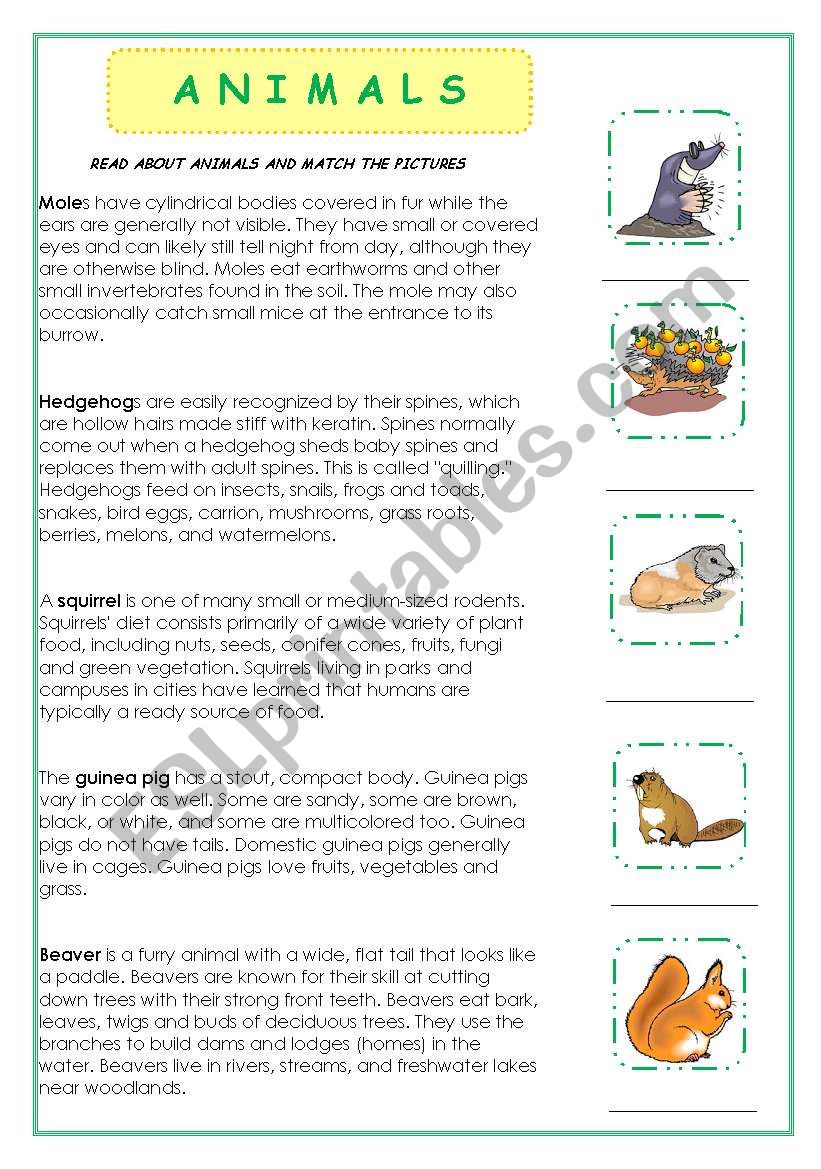 ANIMALS worksheet