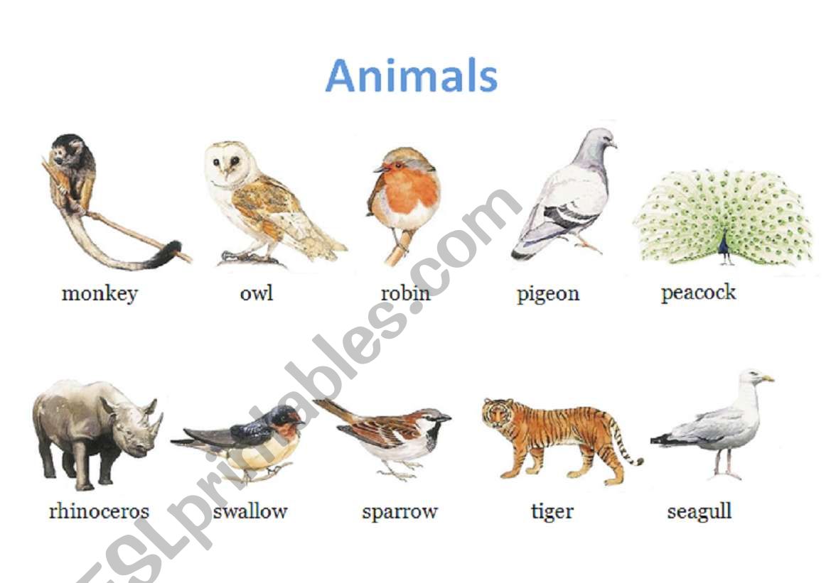 Animals worksheet