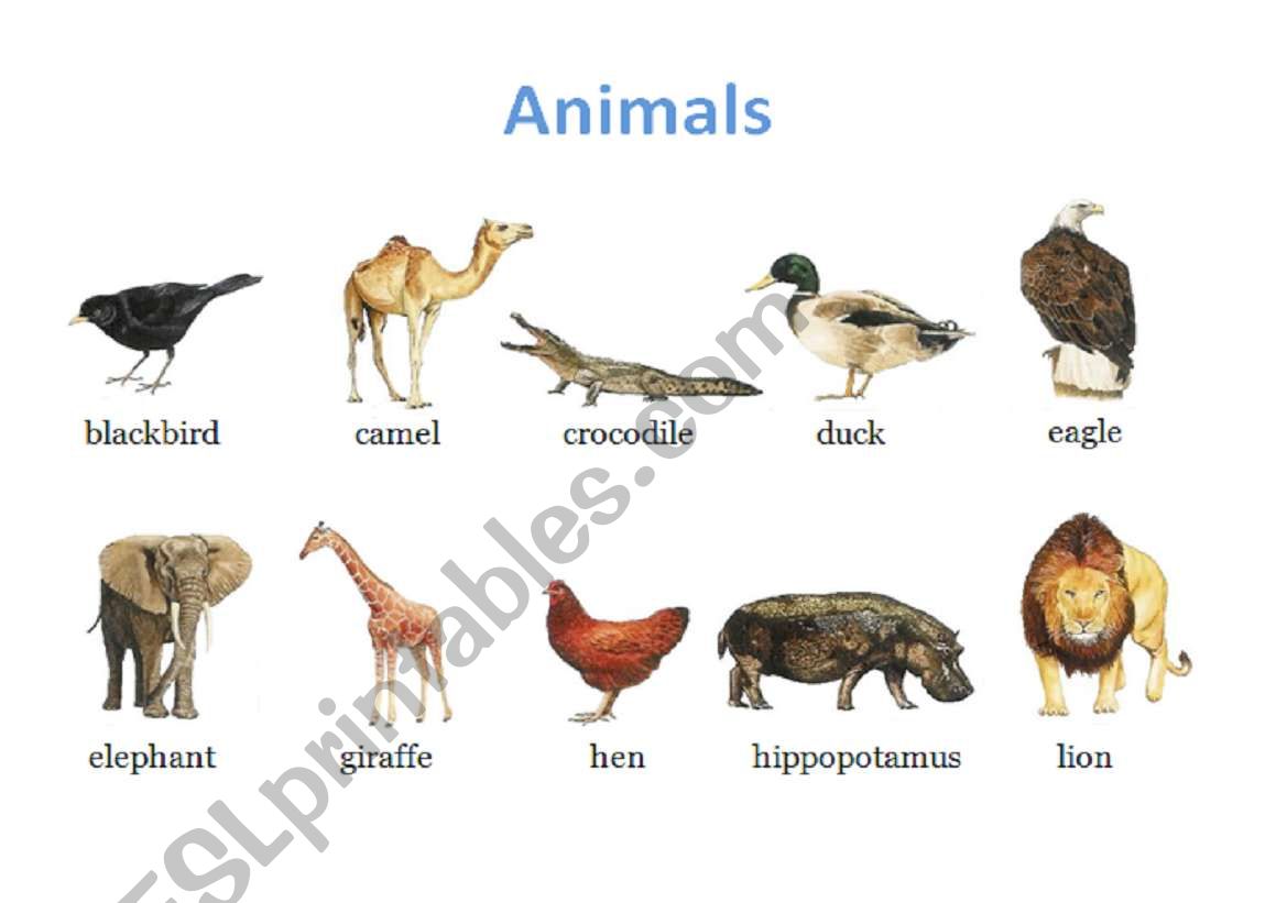 Animals worksheet