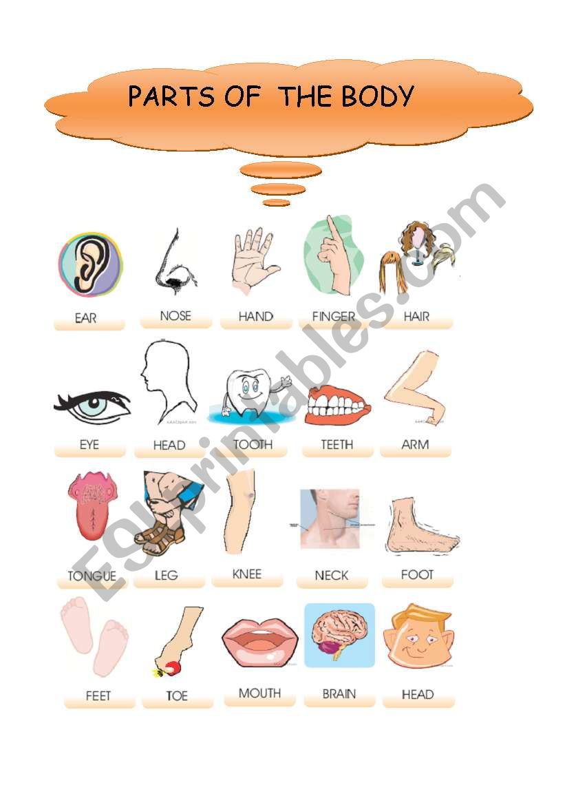 body parts worksheet