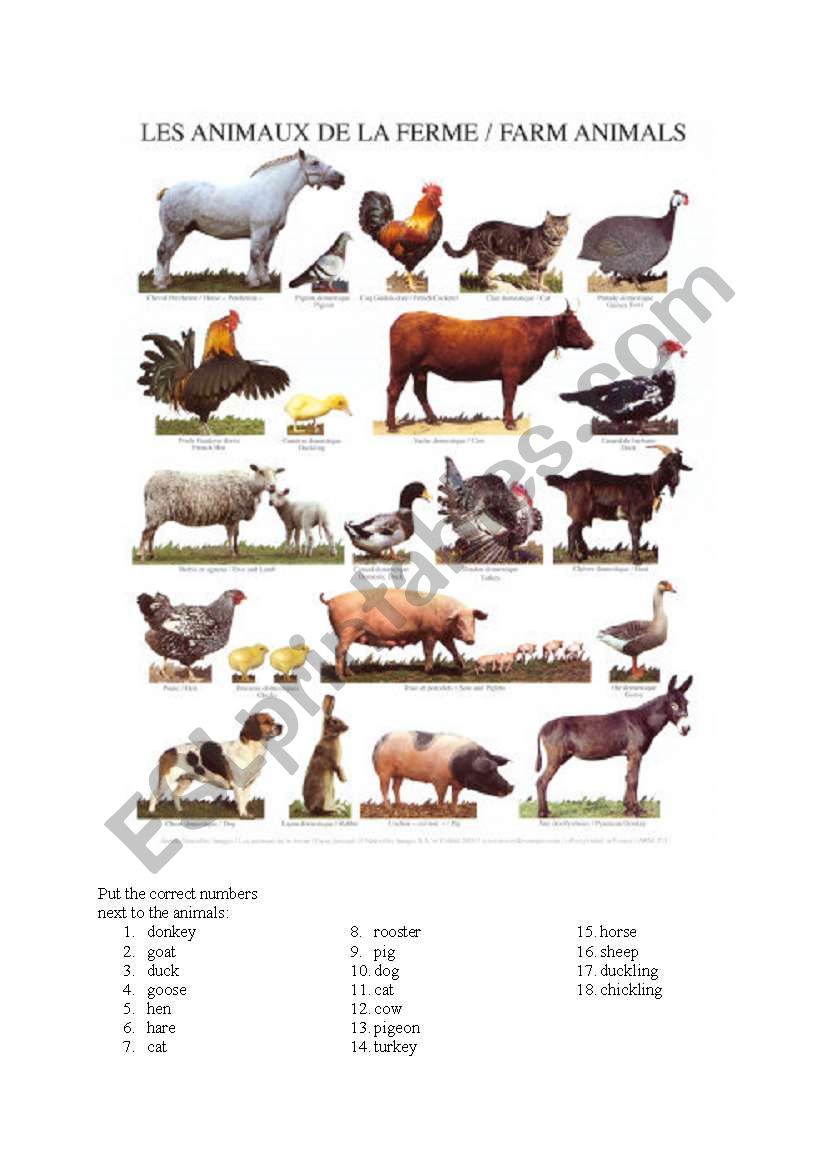 Farm Animals worksheet