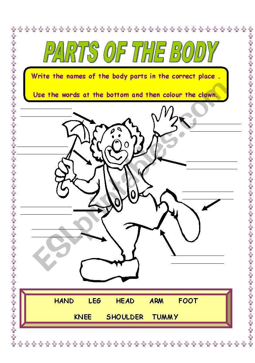 PARTS OF THE BODY 1 worksheet