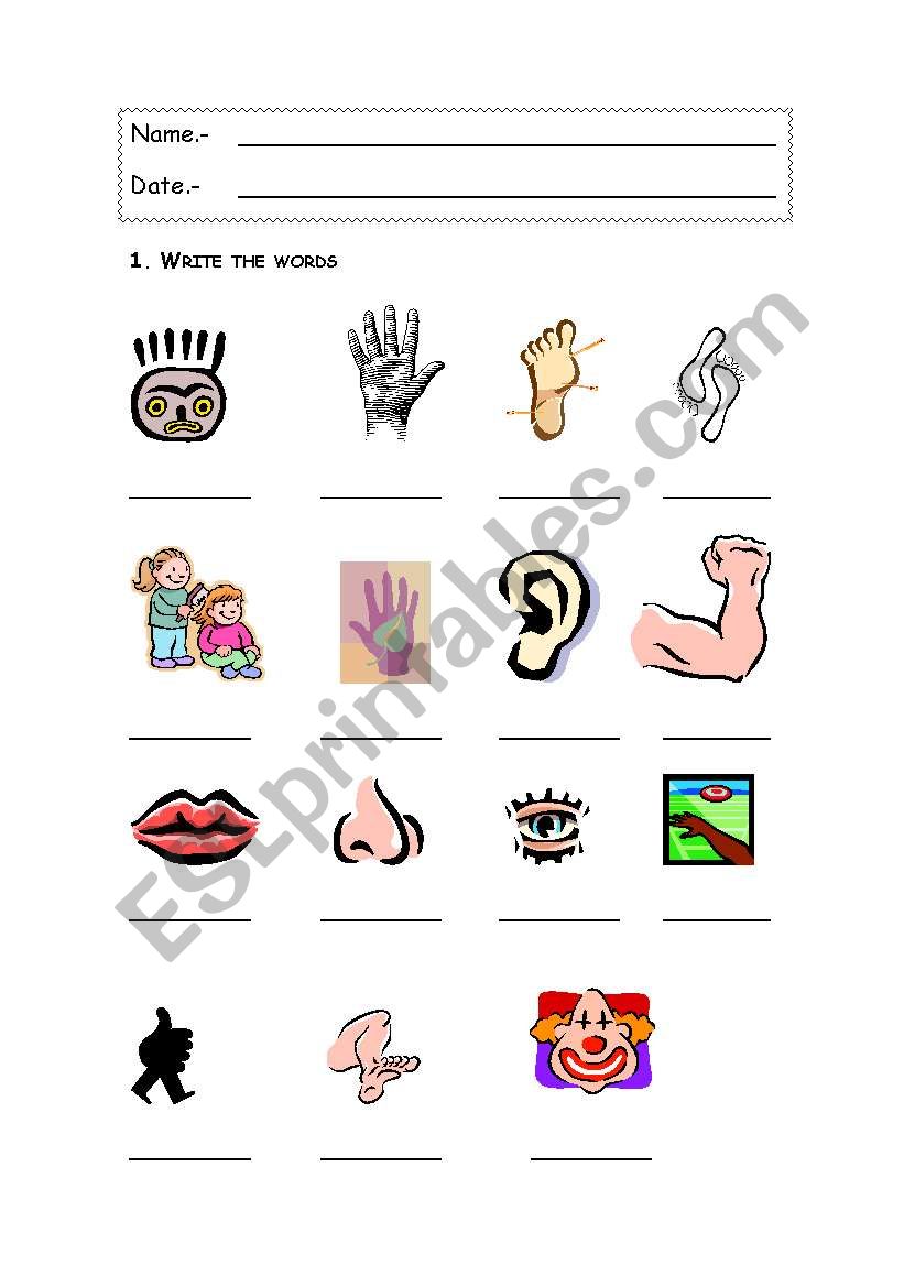 My body worksheet