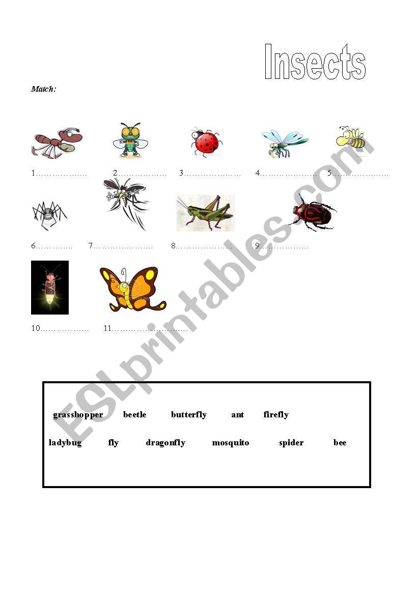 Insects worksheet