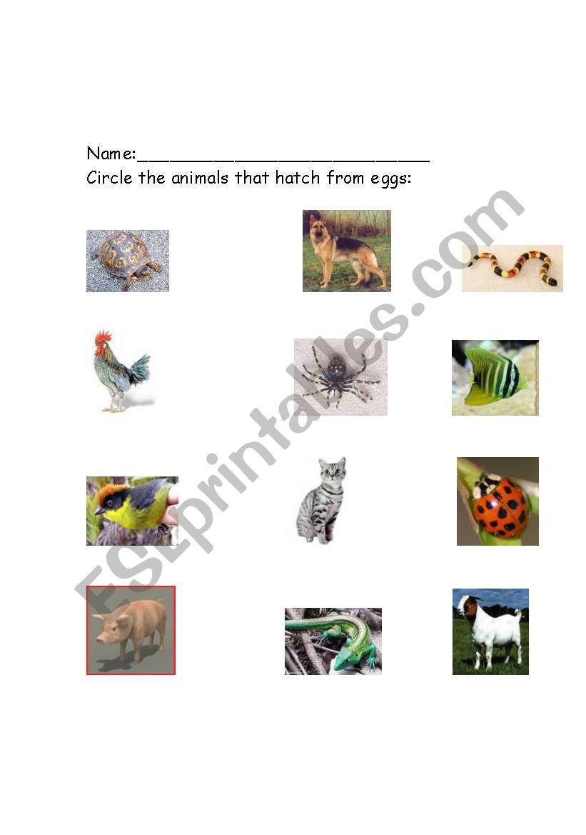English worksheets: animals that hatch from eggs