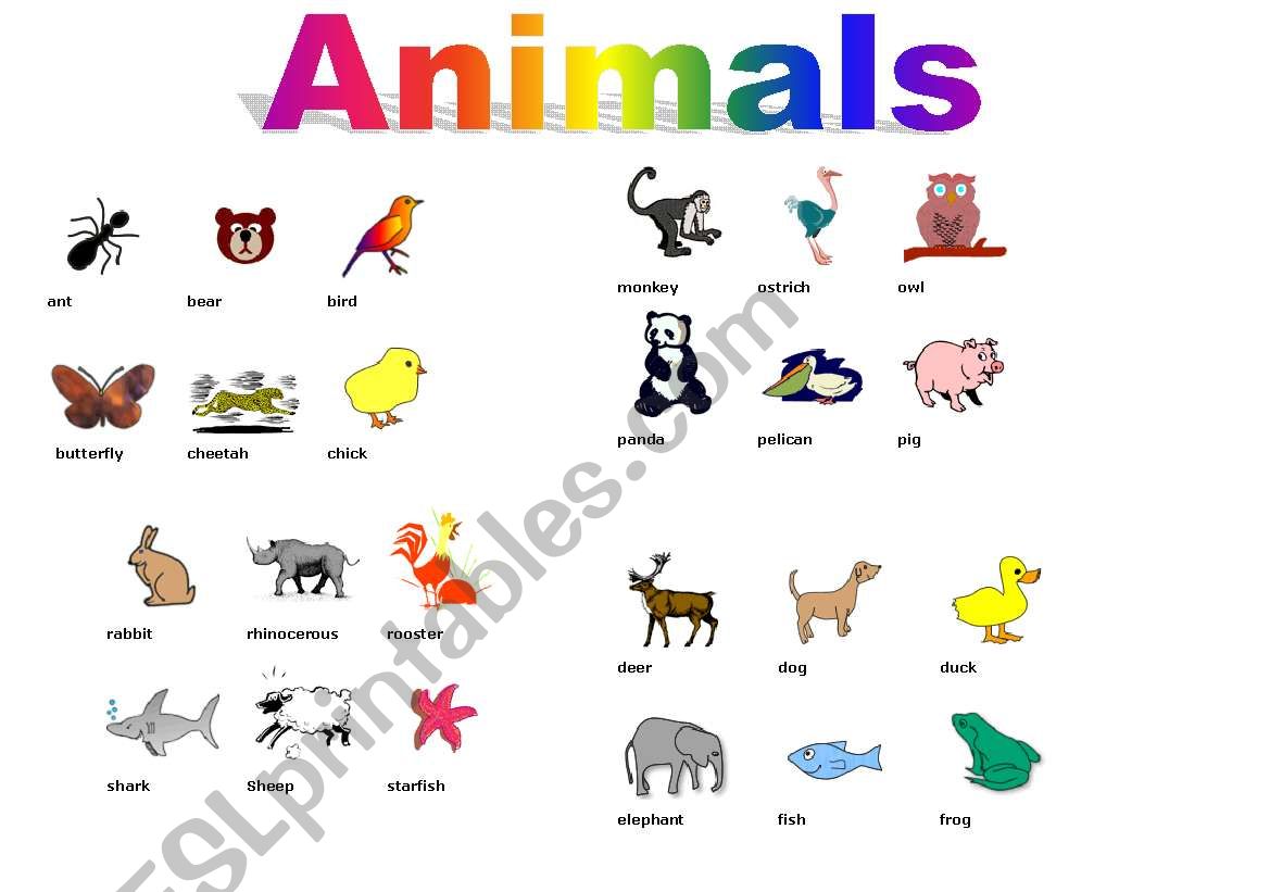 animals worksheet