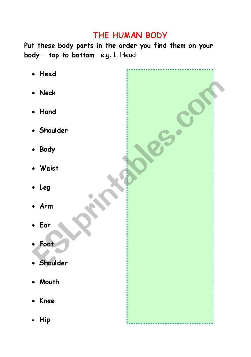 Human Body Top to Bottom worksheet