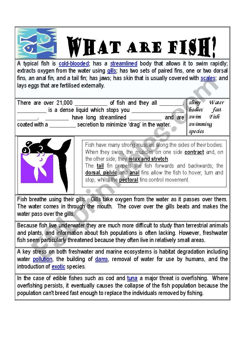 What are Fish? worksheet