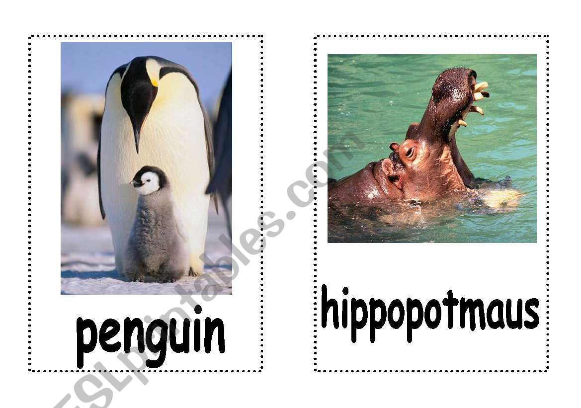 Animals : Flash Cards - Part 1