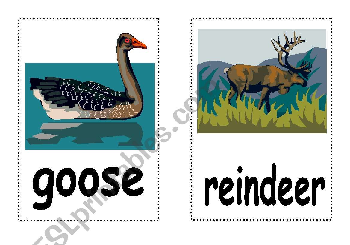 Animals : Flash Cards - Part III