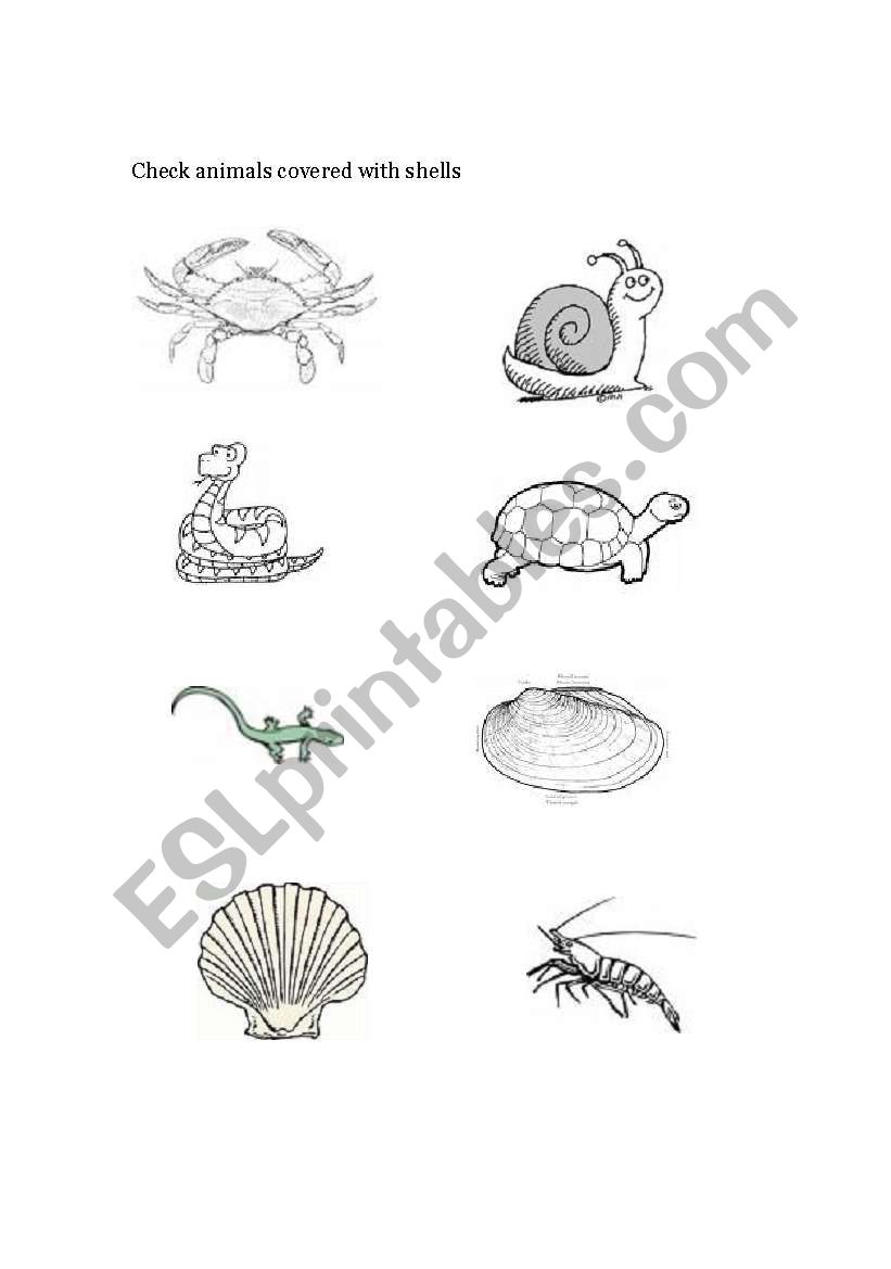 Animals with shells worksheet