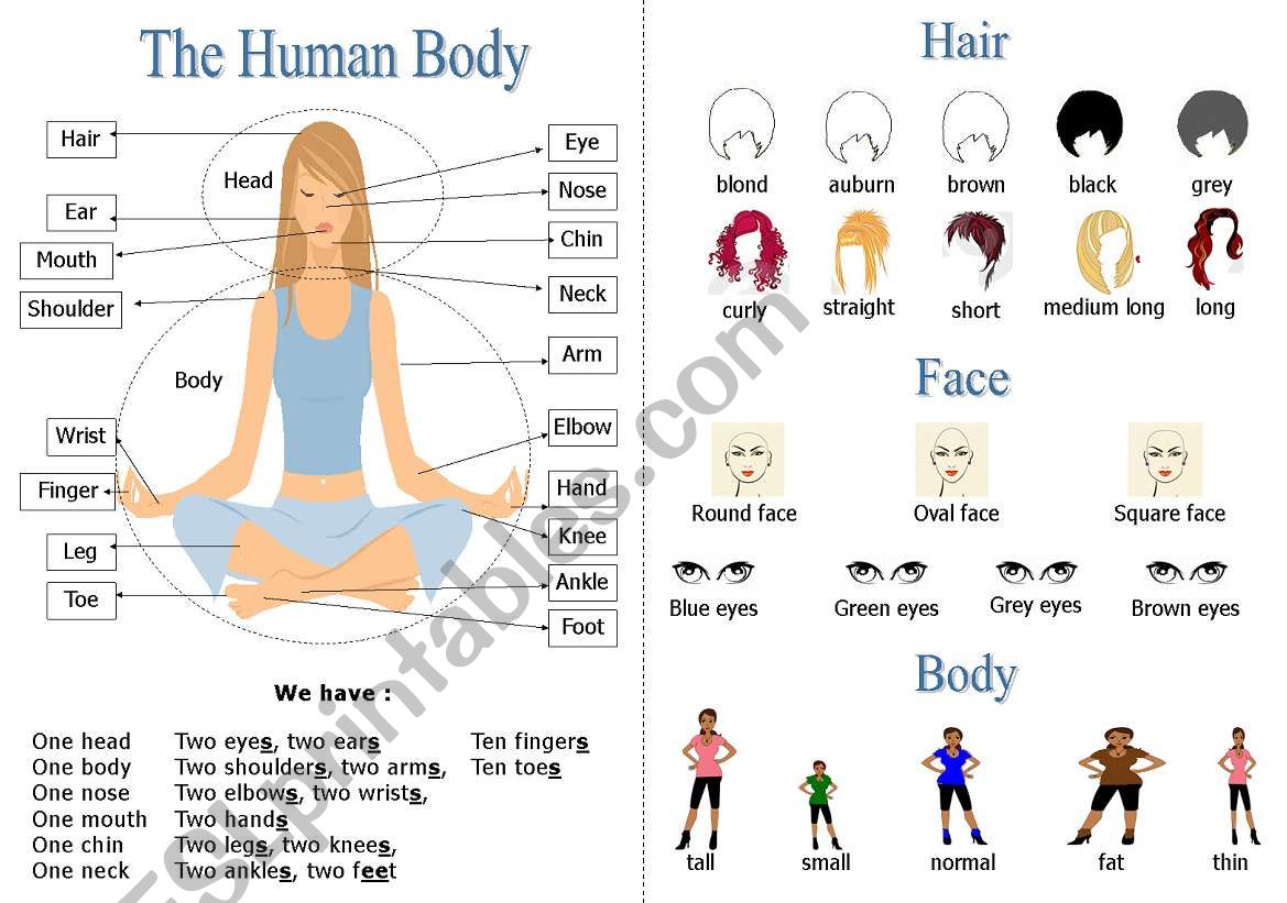 the human body worksheet