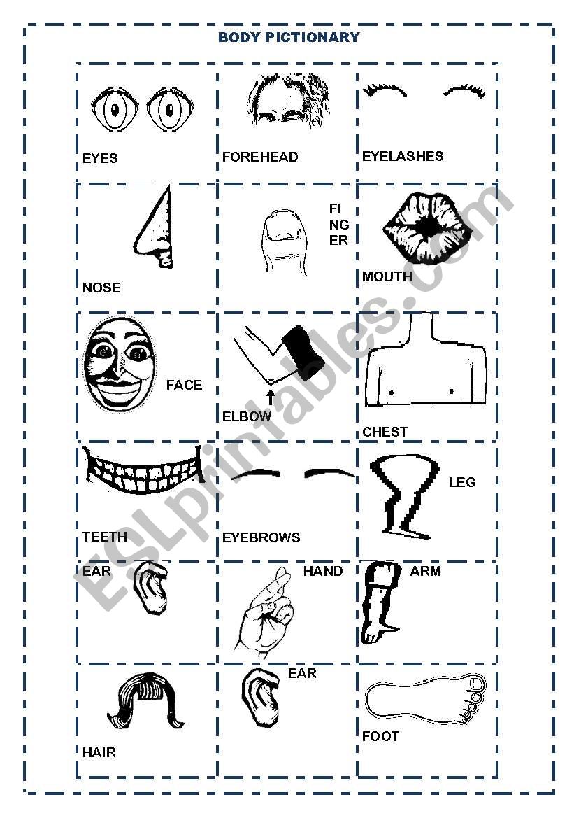 BODY PARTS PICTIONARY worksheet