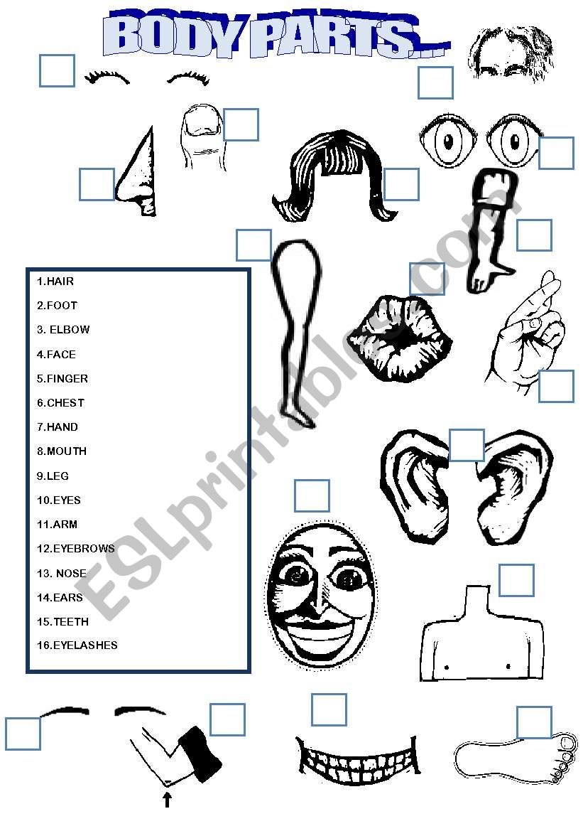 MATCH THE BODY PARTS worksheet