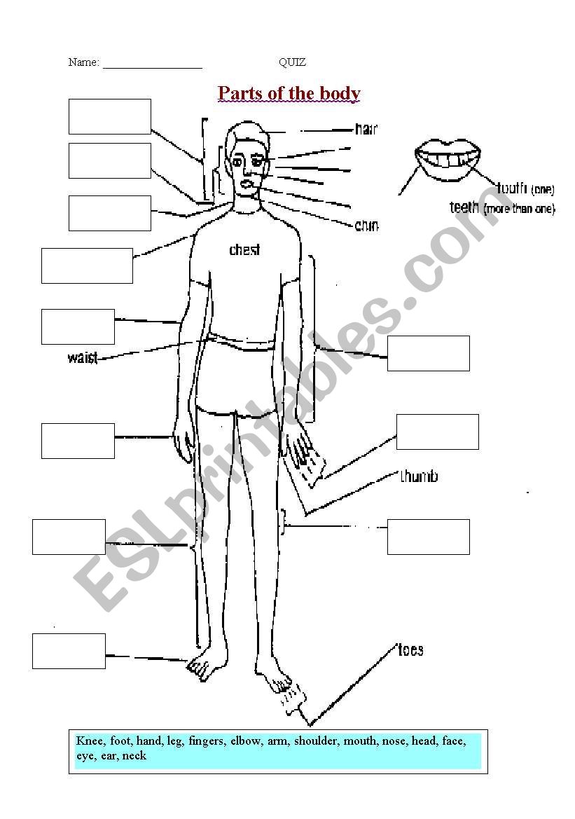 Parts of the Body worksheet