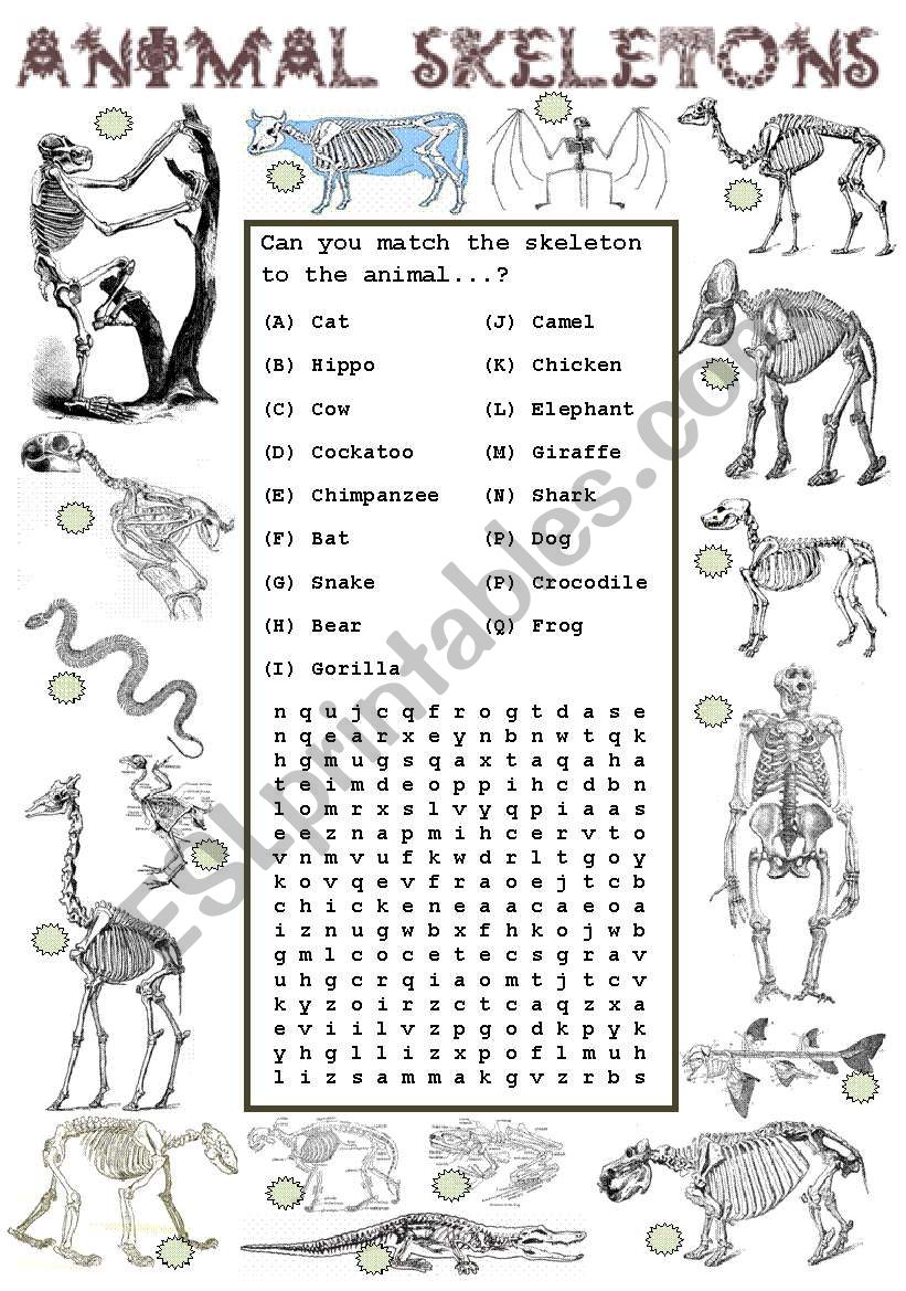 Animal Detectives worksheet