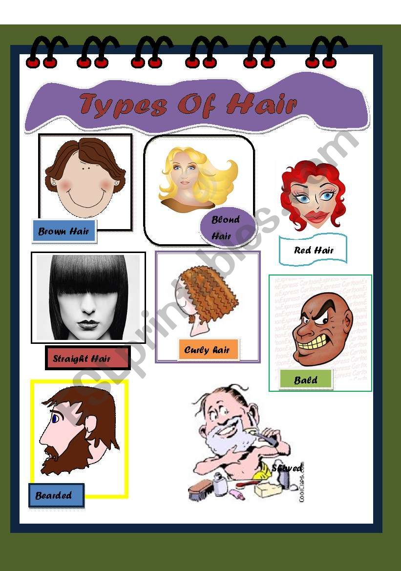 Types of Hair worksheet