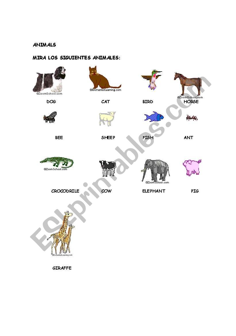 animals worksheet