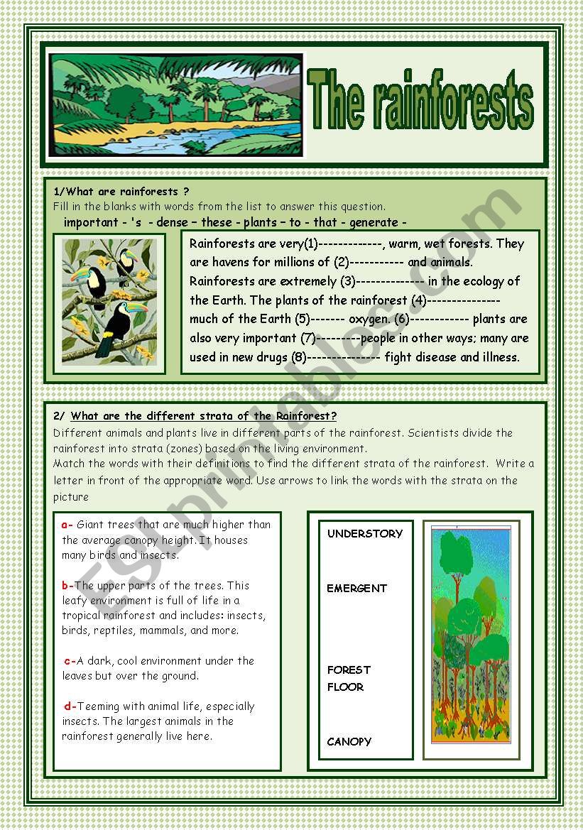 What are the rainforests? worksheet