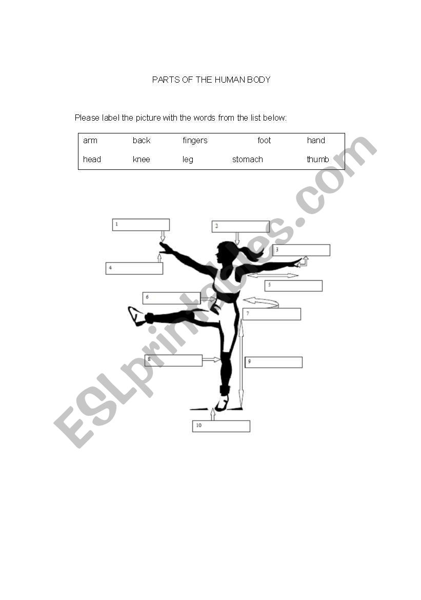 human body worksheet