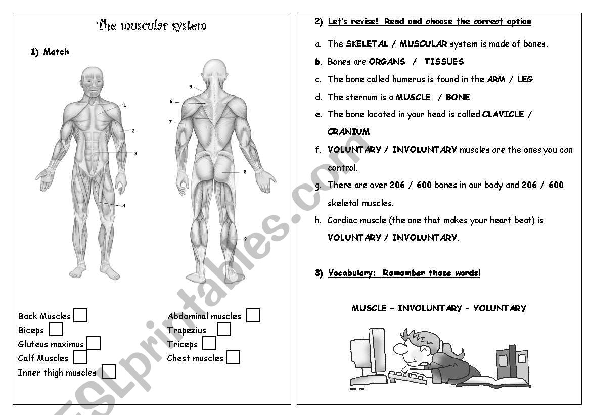 Science - Muscular System worksheet