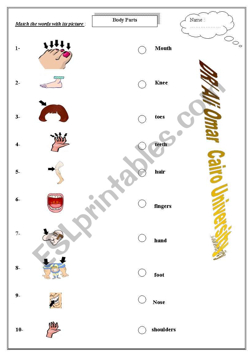 body parts worksheet