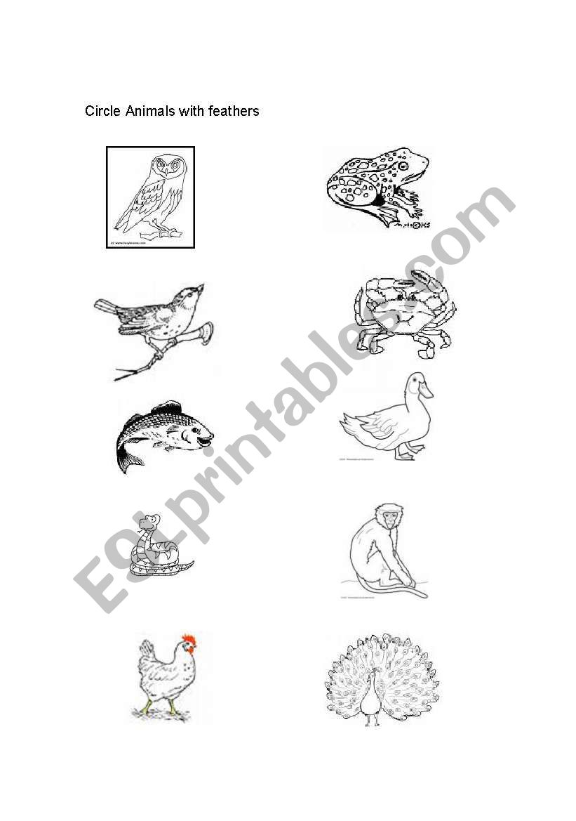 Animals with feathers worksheet