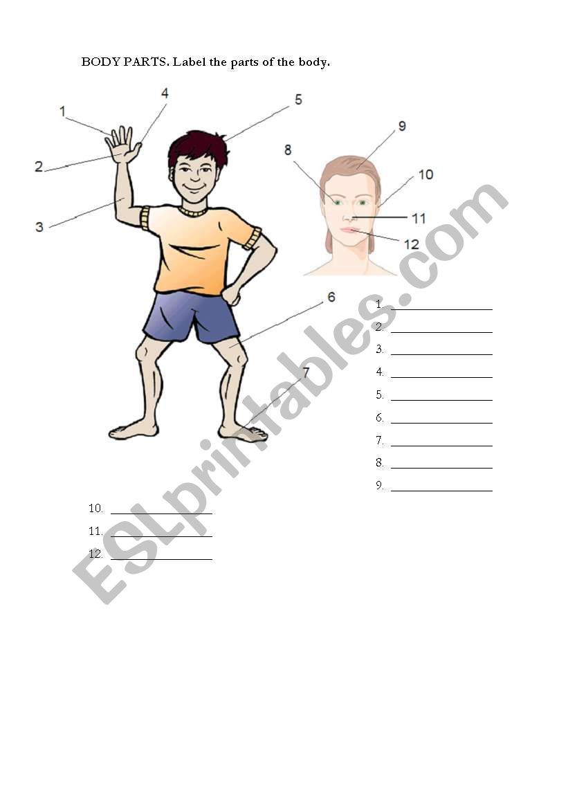 body parts worksheet