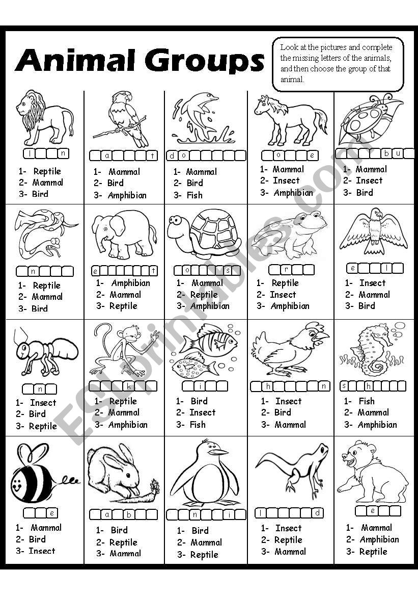 Animal Groups worksheet