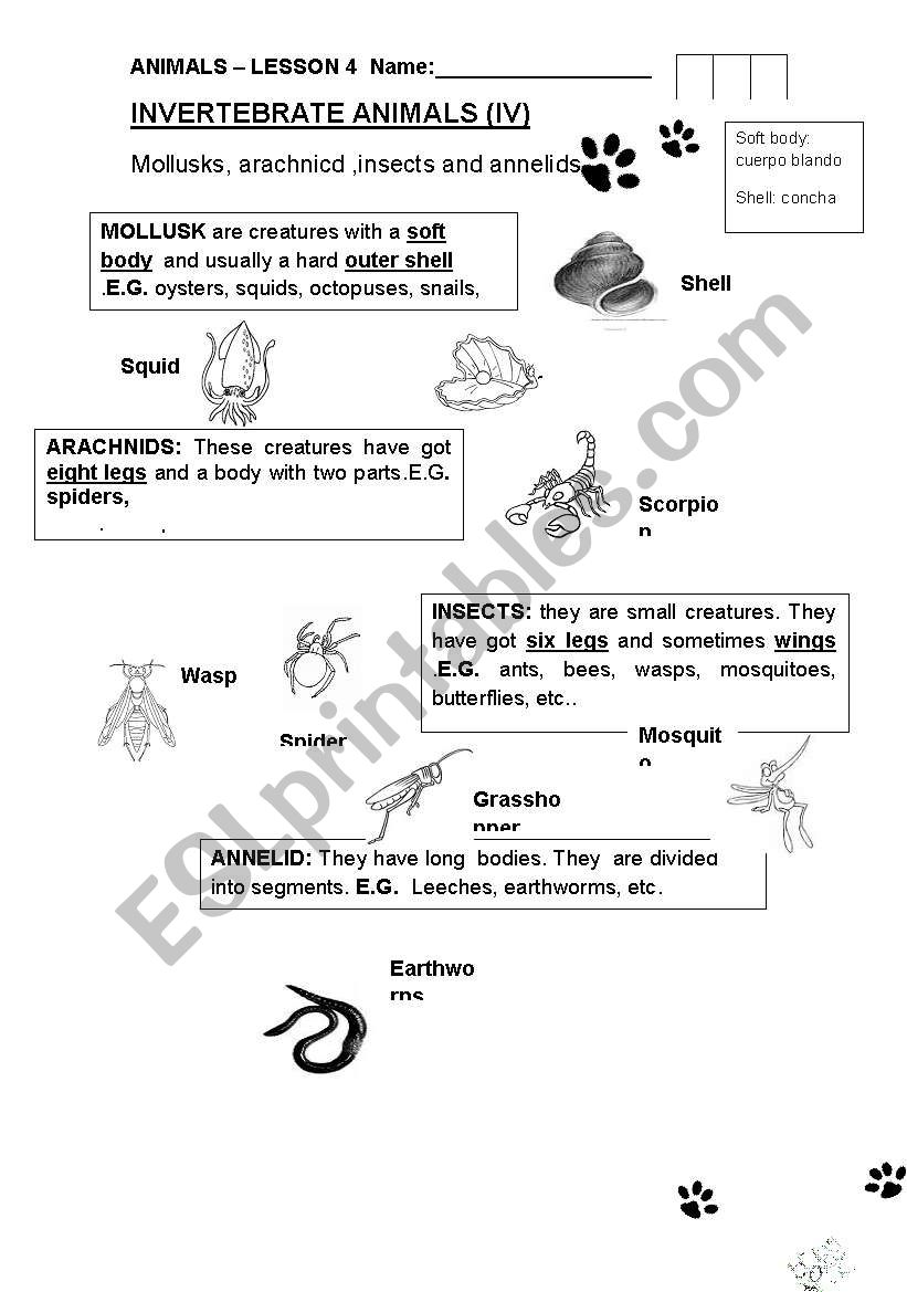 Invertebrate animals worksheet
