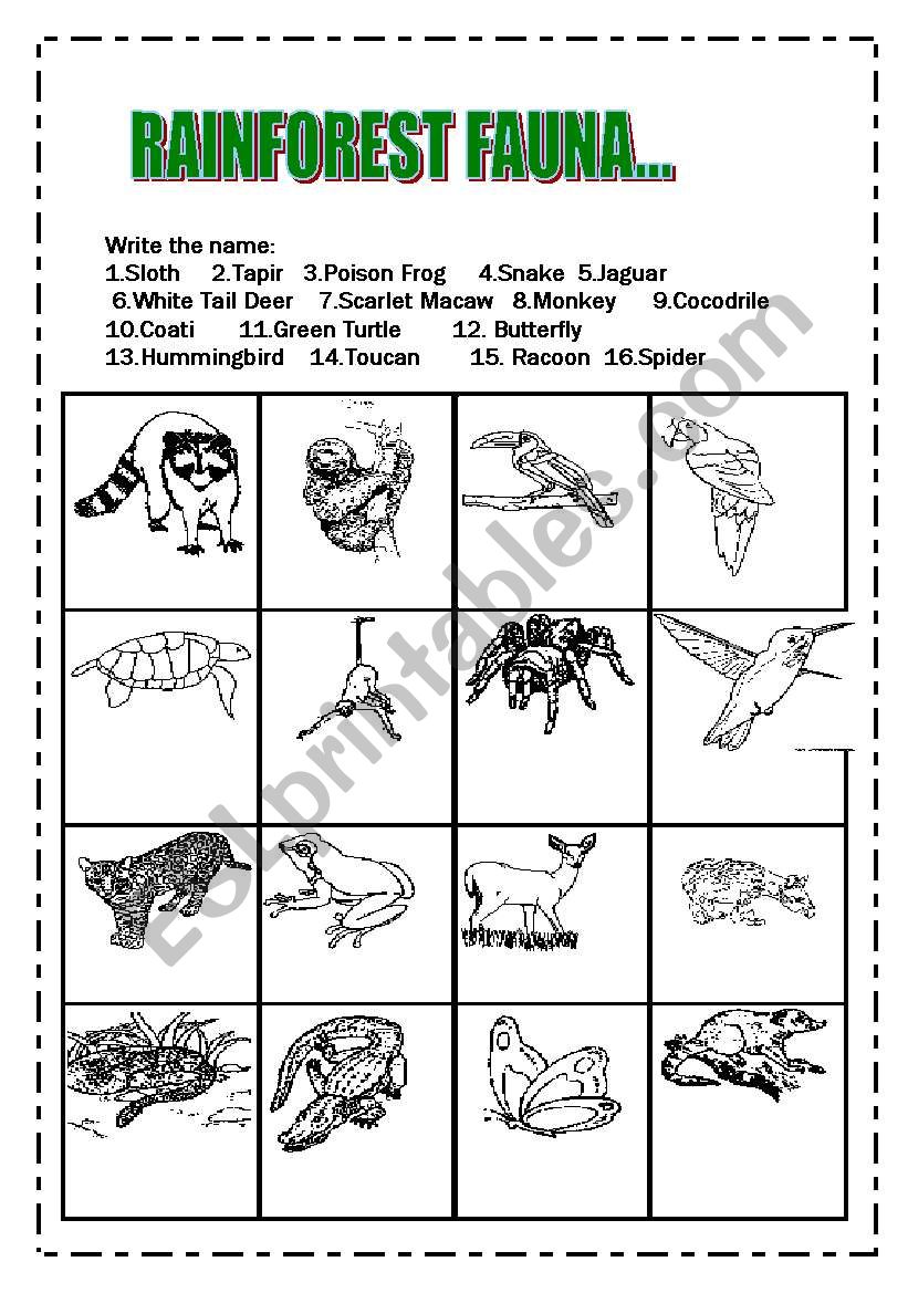 Rainforest Fauna worksheet