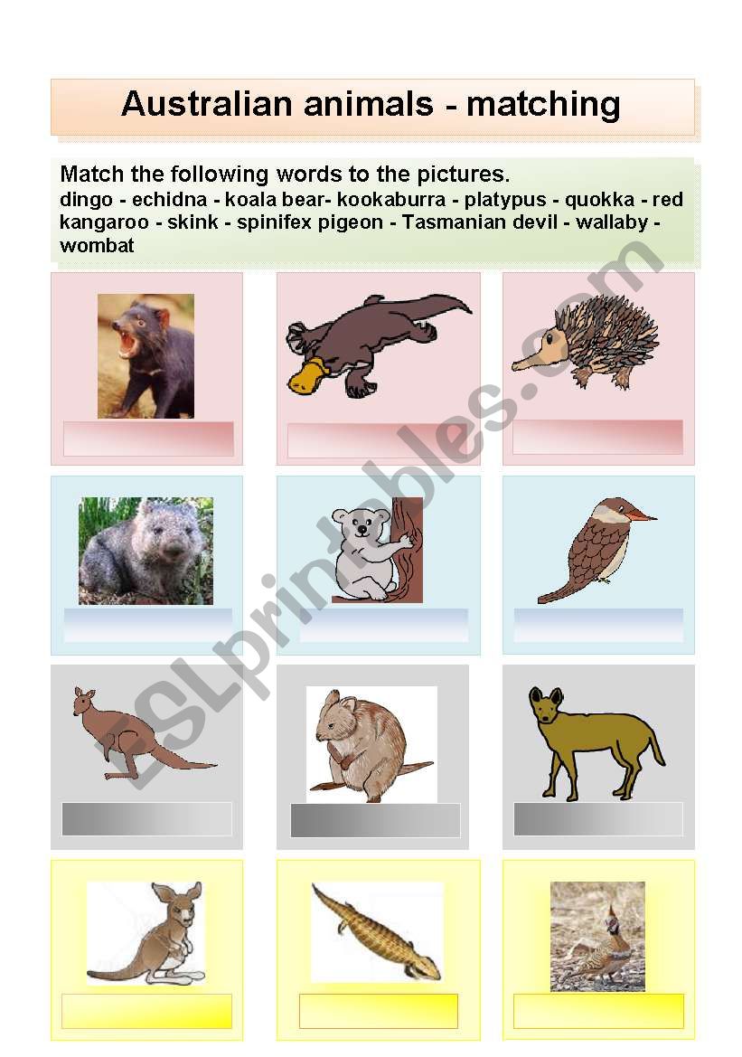 Australian animals matching or flashcards