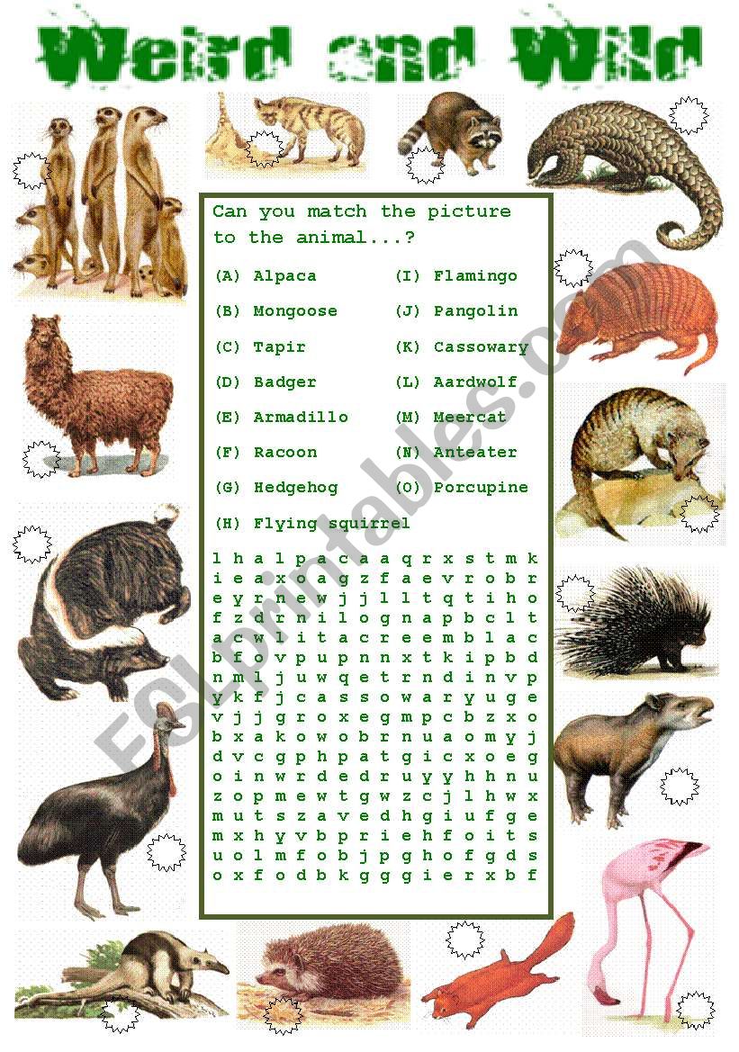Animals - Weird and Wild - ESL worksheet by Ibod47