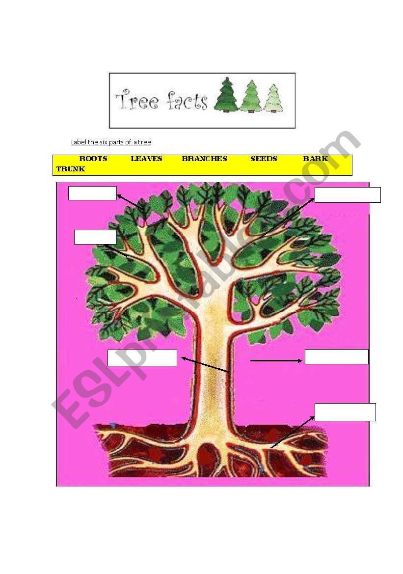 deforestation: why are trees important? 3