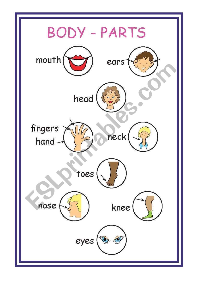 body parts worksheet